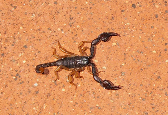 Euscorpius sp.